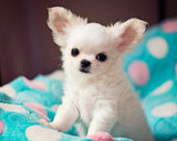 ** Customised Pet Earrings (Cat or dog) pls read description for info before you purchase