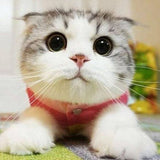 ** Customised Pet Earrings (Cat or dog) pls read description for info before you purchase