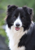 ** Customised Pet Earrings (Cat or dog) pls read description for info before you purchase